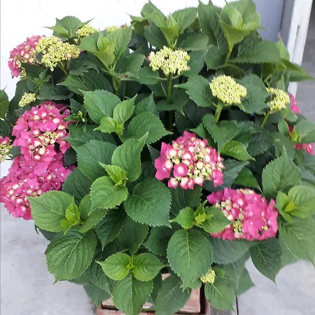 Cascina Crocetta Nocleg ze śniadaniem *